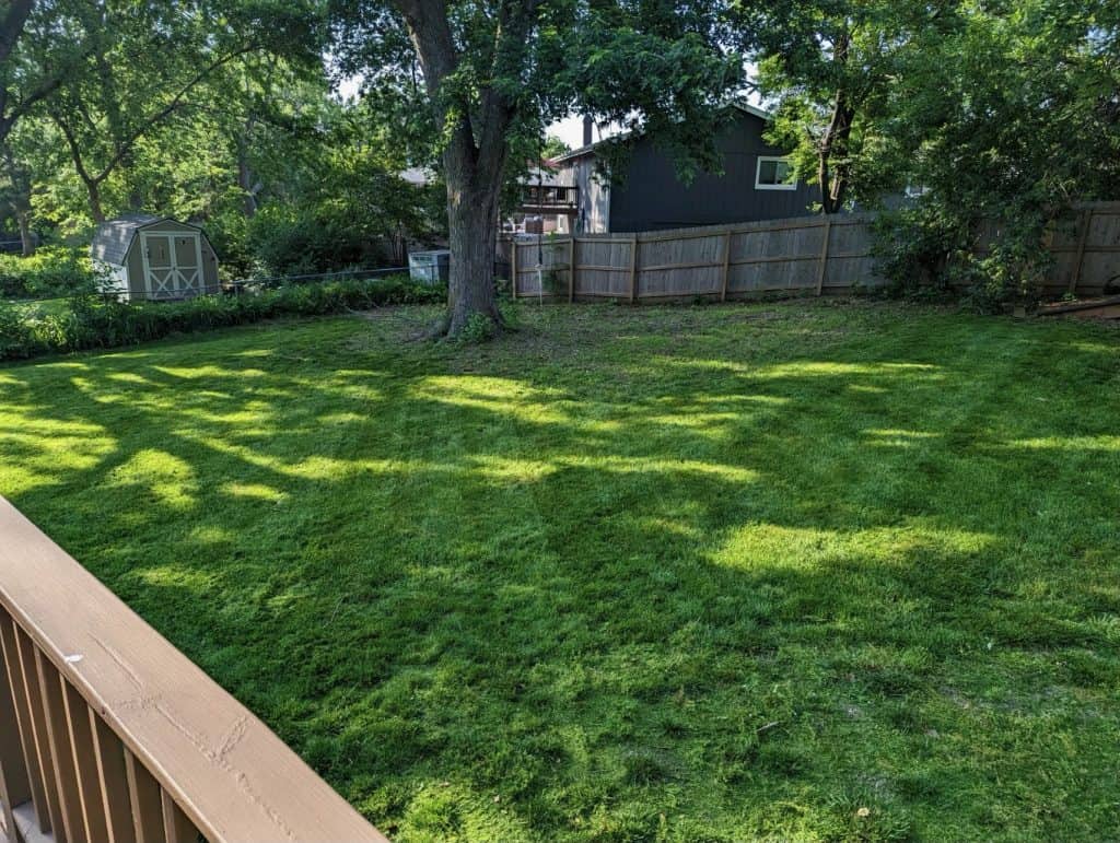 A grassy backyard with sunlight filtering through trees, creating patterns of light and shadow. There's a wooden fence, a large tree, and a small shed in the background, surrounded by greenery and tall trees.