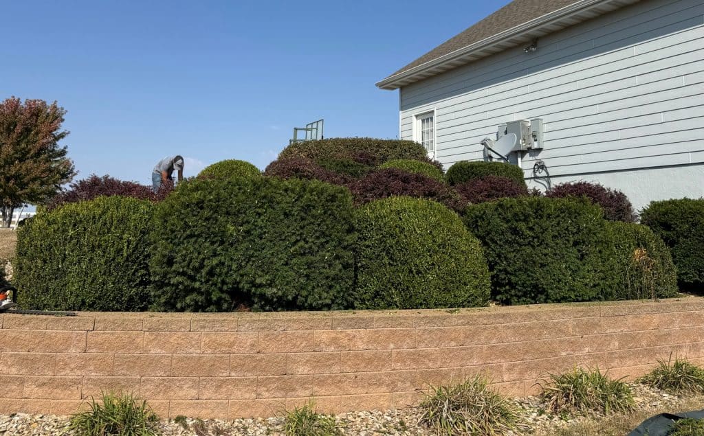 A person providing landscape maintenance is meticulously trimming large, neatly shaped shrubs in a tiered garden bed. Supported by a red brick retaining wall, the scene is set against a house with light gray siding under a clear blue sky.