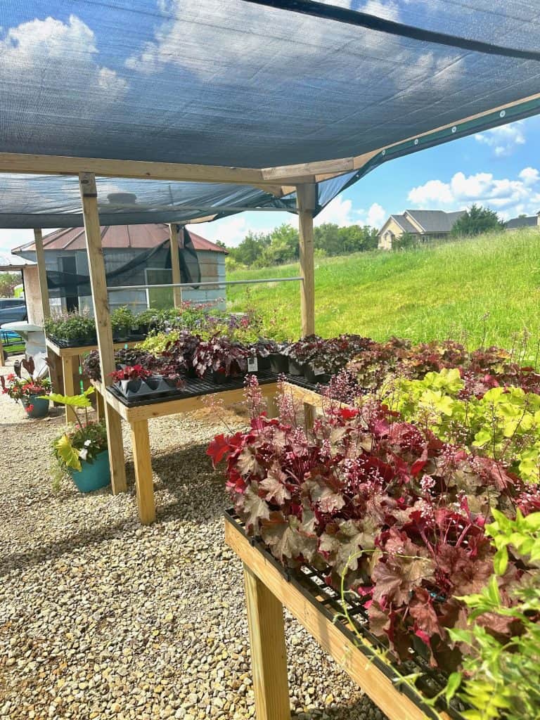 A charming outdoor nursery showcases a vibrant array of potted plants on wooden tables beneath a mesh canopy. Red and green foliage thrive against the backdrop of grassy fields, distant buildings, and a partly cloudy sky, creating an inviting retail haven for plant enthusiasts. Gravel paths lead the way.