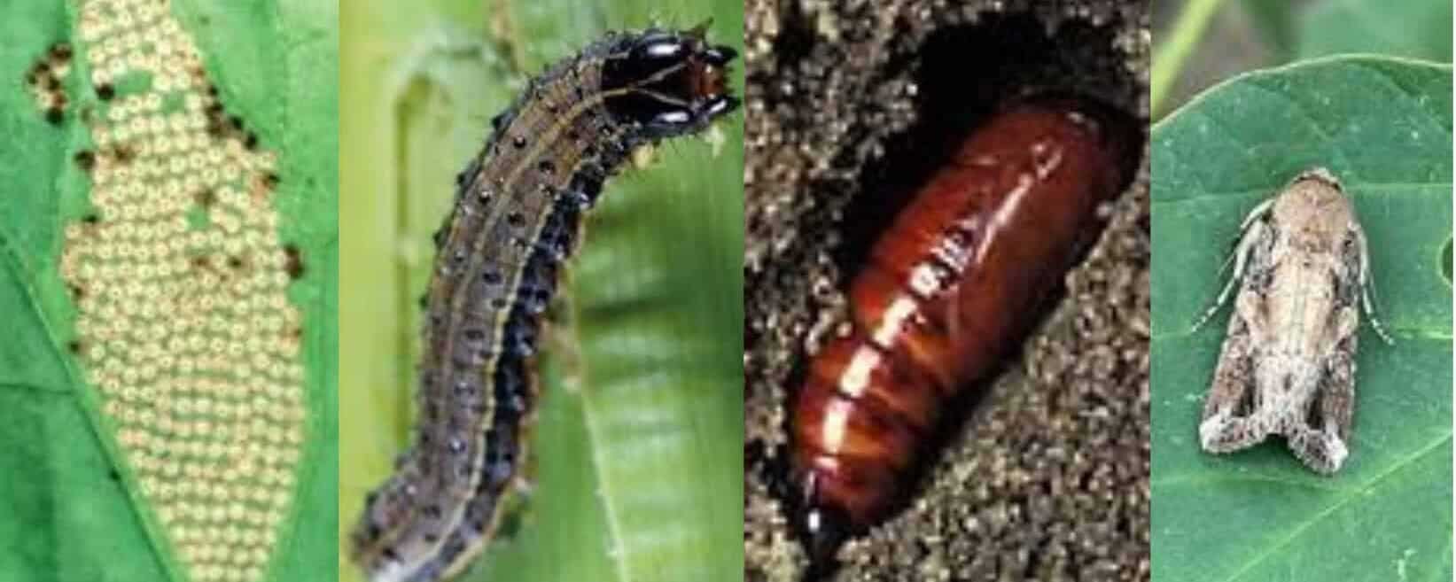 Four stages of a moth’s life cycle shown left to right: eggs on a leaf, caterpillar on a leaf—like Fall Armyworms common in Kansas—brown pupa in soil, and adult moth resting on a leaf, important for pest control awareness.